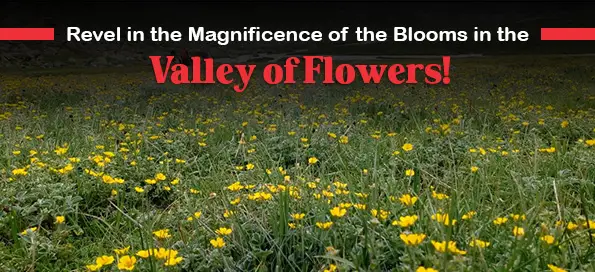 Revel in the Magnificence of the Blooms in the Valley of Flowers!